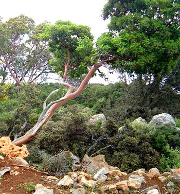 Koumarodasos forest